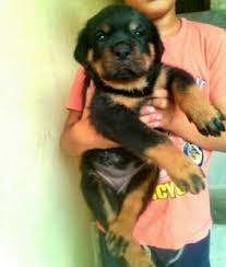 German rottweiler pups dob march 21, 2019. Rottweiler Puppies Raleigh Nc