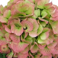 There are 288 suppliers who sells artificial dark green hydrangea on alibaba.com, mainly located in asia. Pink And Green Jumbo Hydrangeas Wholesale Flowers Diy Wedding Flowers