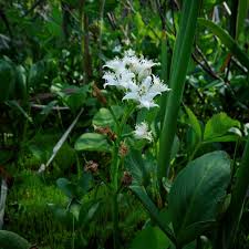 Image result for Menyanthaceae