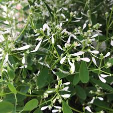 Image result for Euphorbia hypericifolia
