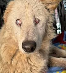 Dog's Birthday and Recovery Wishes
