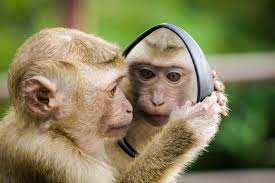 Image result for narcissism global disorder