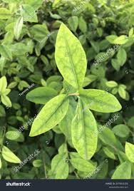 Image result for Volkameria