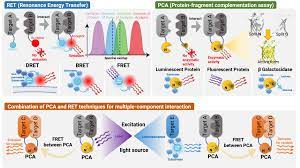 Frontiers | Detecting and measuring of GPCR signaling – comparison of human  induced pluripotent stem cells and immortal cell lines