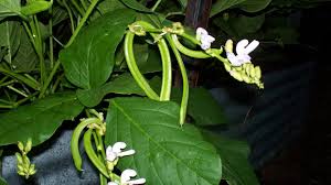 Image result for Canavalia