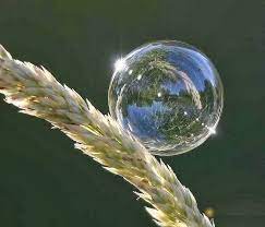 ويعني المرأة الشجاعة التي تسرع في إنقاذ غيرها. Ù…Ø¹Ù†Ù‰ Ù‚Ø·Ø±Ø§Øª Ø§Ù„Ù†Ø¯Ù‰ Ø¨ÙŠÙˆØªÙŠ