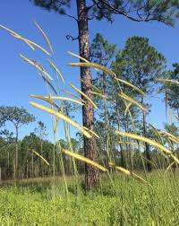 Image result for Ctenium