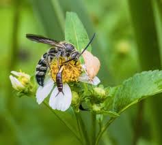 Image result for Bidens rubicundula