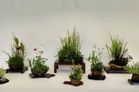 Semuanya dimanfaatkan manusia untuk berbagai keperluan. Seni Merangkai Tanaman Hias Dari Jepang Yuk Kenali 5 Jenisnya
