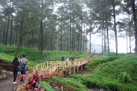 Kawasan hutan desa setianegara memiliki hawa yang sejuk serta beragam flora dan fauna yang bisa kamu nikmati. Menikmati Kesejukan Hutan Pinus Limpakuwus Gaya Hidup
