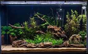 Spit1a S Low Tech 60p Page 2 Planted Aquarium Aquascape Aquarium Nature Aquarium