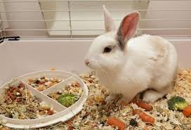 Makanan untuk bayi selain asi. Vitamin Untuk Arnab Top 6 Ubat Yang Diperlukan Dan Apa Yang Dikandungnya