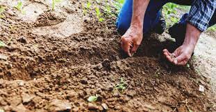 Gardening doesn't have to be expensive. 19 Ways To Improve Garden Soil And Boost The Yield Year After Year