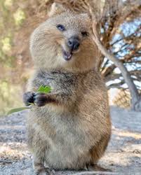 Cute Animal Quokka In 2020 Cute Animals Quokka Happy Animals