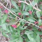 Image result for Ochna natalitia