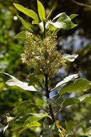 Image result for Maesa lanceolata