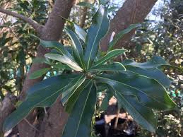 Image result for Warburgia