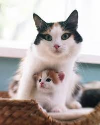 What A Little Cutie 16th June 2014 Pretty Cats Cute Cats Cats