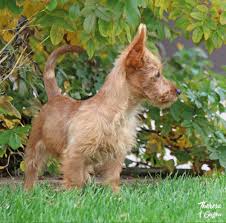 Are you a café or restaurant owner looking for reliable, high quality kitchen equipment throughout australia at an affordable price? 100 Australian Terrier S With Natural Tails Bred And Or Shown In The Usa Ideas Australian Terrier Breeds Dogs
