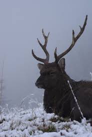 Epingle Sur Chamonix Mont Blanc Haute Savoie