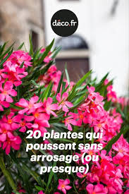 20 Plantes Qui Poussent Sans Arrosage Ou Presque En 2020 Fleurs Sans Arrosage Idees De Jardin Fleur Jardin En Plein Soleil