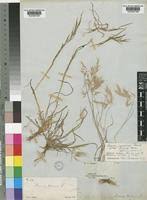 Image result for Bromus leptoclados