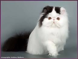 Black And White Persian Cat Black And White Van Persian Toy Tricksy Cattery Veja Este Link Http Www Universodegatos Com Gato Persa O G Gatos Persas Brancos Gatos Persas Gato Persa