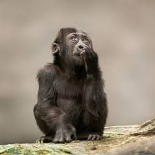Find Volunteer Conservation Projects At Www Thegreatprojects Com Volunteering With Animals Gorilla Trekking Gorilla