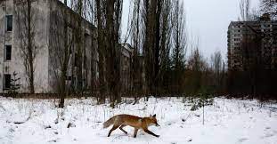 Updated on november 03, 2020. The Chernobyl Disaster May Have Also Built A Paradise Wired