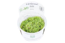 Image result for Azolla filiculoides