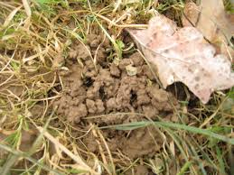 Compter Les Vers De Terre Du Jardin