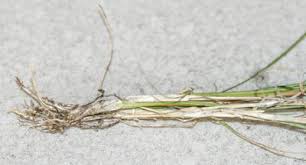 Image result for Eragrostis tenuifolia