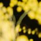 Parra For Cuva | Brisbane event image