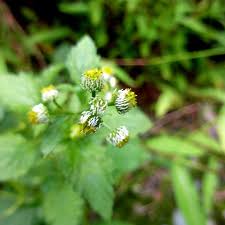 Image result for Dichrocephala