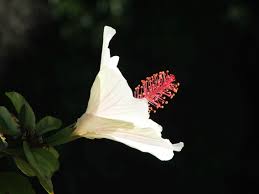 Image result for Hibiscus kirkii