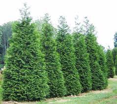 The emerald green arborvitae is the most popular, medium size privacy screen tree. Green Giant Arborvitae Thuja Plicata New Life Nursery