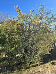 Image result for Acacia ataxacantha