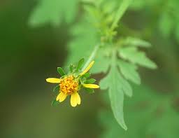 Image result for Bidens bipinnata