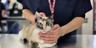 Cats should never be allowed to eat lilies or other house and garden flowers under any circumstances, but a cat that shows signs of itching or another allergic reaction around lilies may have an environmental. How To Spot Which Lilies Are Dangerous To Cats Plan Treatment Aspcapro