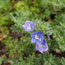 Water speedwell blue blue water speedwell wild. Veronica Pectinata Blue Woolly Speedwell In Gardentags Plant Encyclopedia