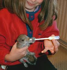 Squirrels In Distress Feeding