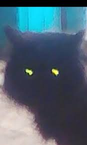 This is a rarer color than some others, and while it's distinguishable from orange, it's just as unusual. Create Meme Cat Oblizyvaet Glass Cat Licks Glass The Glowing Eyes Of The Monster In The Dark Pictures Meme Arsenal Com