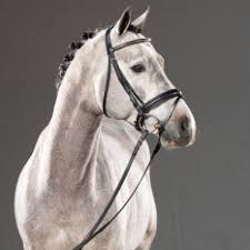 Производство корпусной мебели на заказ. Las Dallas By Dallas Vdl Tangelo Van De Zuuthoeve Westfalisches Pferdestammbuch E V