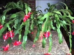 The same lack of toxicity applies for cats. Christmas Cactus Toxicity Care Of Christmas Cactus Around Pets Dummer Garden Manage Gfinger Es La App De Jardineria Mas Profesional