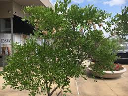 Central texas soil is largely alkaline, so make sure you are choosing trees that do not need acidic soil. Dallas Texas Outdoor What Is This Tree Growing In Dallas Texas It Has Some Brown Fruits Seedpods On It It Almost Looks Like Tamarind Whatsthisplant