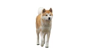 Dog Hachiko Png Image