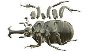 Insect 3d Model Google Search 3d Model Freebie Friday Model