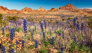Bouquets, boutonnieres, table arrangements, cake decorations, centerpieces and more! A Rare Bluebonnet Bloom Is Happening Now At Big Bend National Park