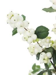 Hochzeitsblumen für den schönsten tag im leben einfach online bestellen. Welche Blumen Gibt Es Im September Schnittblumen Saison Kalender Blumigo