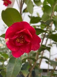 Camellia sasanqua is native to. Camellia Sasanqua Red Bird Fall Camellia From Colesville Nursery